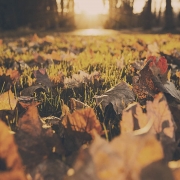 Autumn leaves on grass
